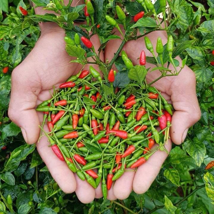 HẠT ỚT XIÊM RỪNG ( gói 1gram)