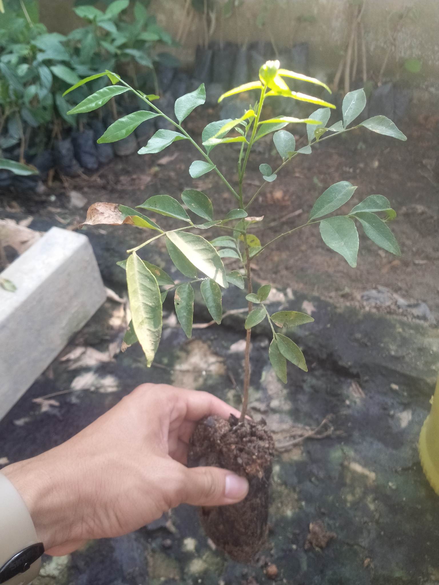COMBO 3 Cây MẮC MẬT (Móc mật) nướng thịt gà, vịt, heo Cực ngon