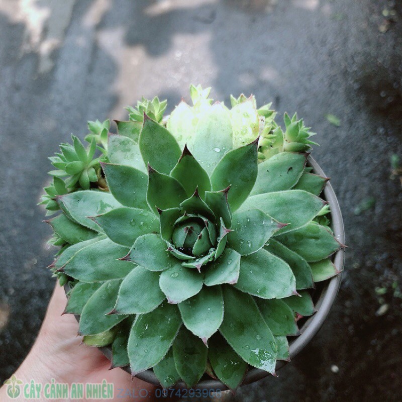 Sen đá phật bà xanh