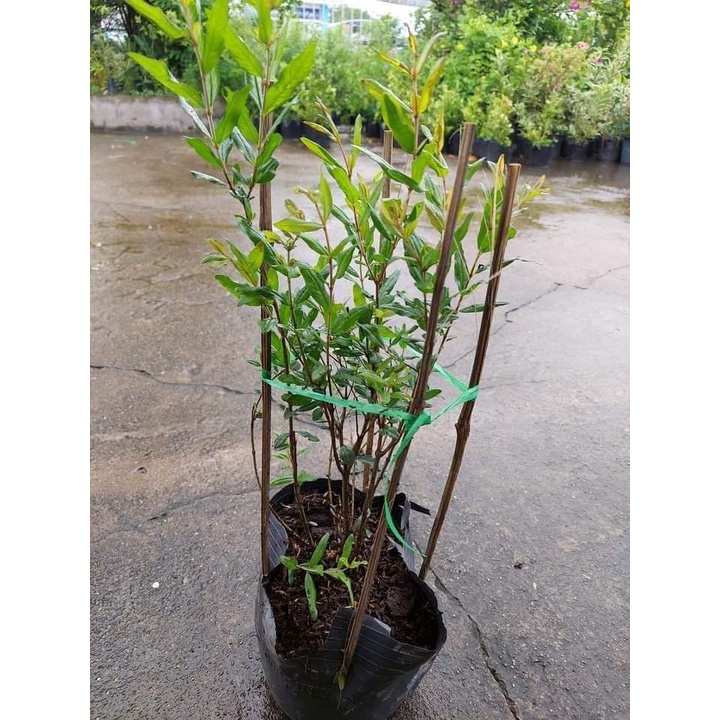 Cây Giống Lựu Đỏ Ấn Độ Giống Lùn ( có thể trồng chậu được) ( sản phẩm có bảo hành toàn quốc)