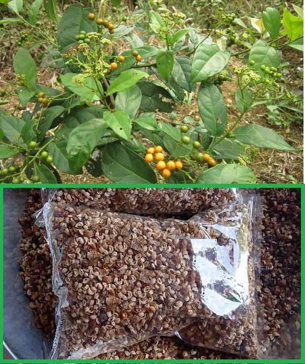 Hạt Giống Cây Xạ Đen - ( Cây dược liêu ) - gói 50 hạt