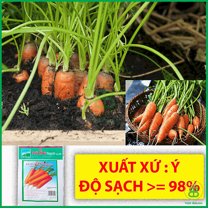 Hạt Giống Cà Rốt Cao Sản 2Gr