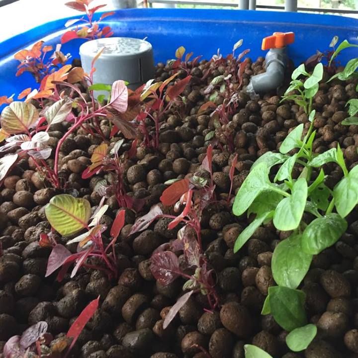 1kg Đất nung (sỏi nhẹ) trồng cây, hoa kiểng