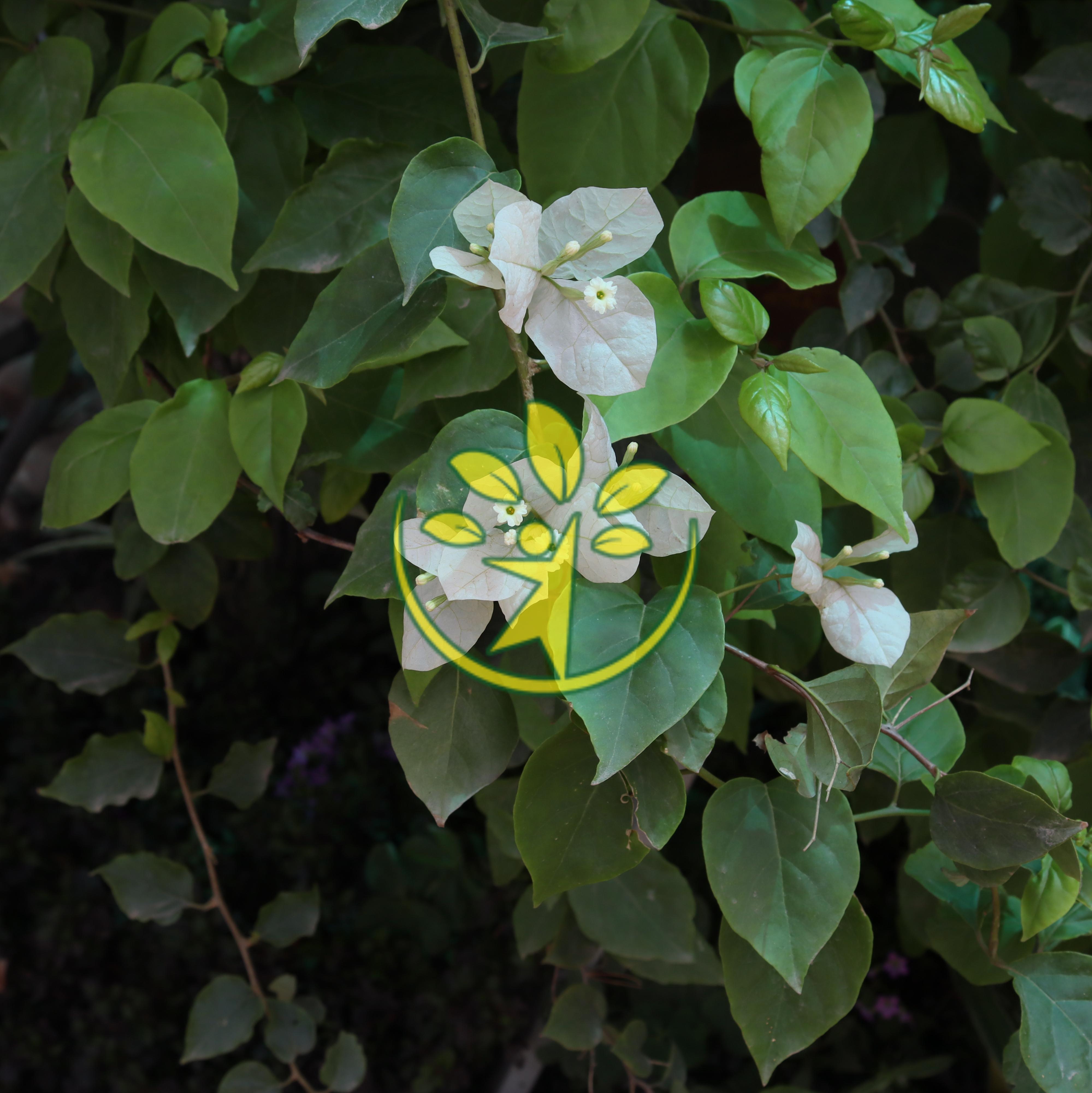 Chậu cây hoa giấy cao 70 - 80 cm chuẩn hàng