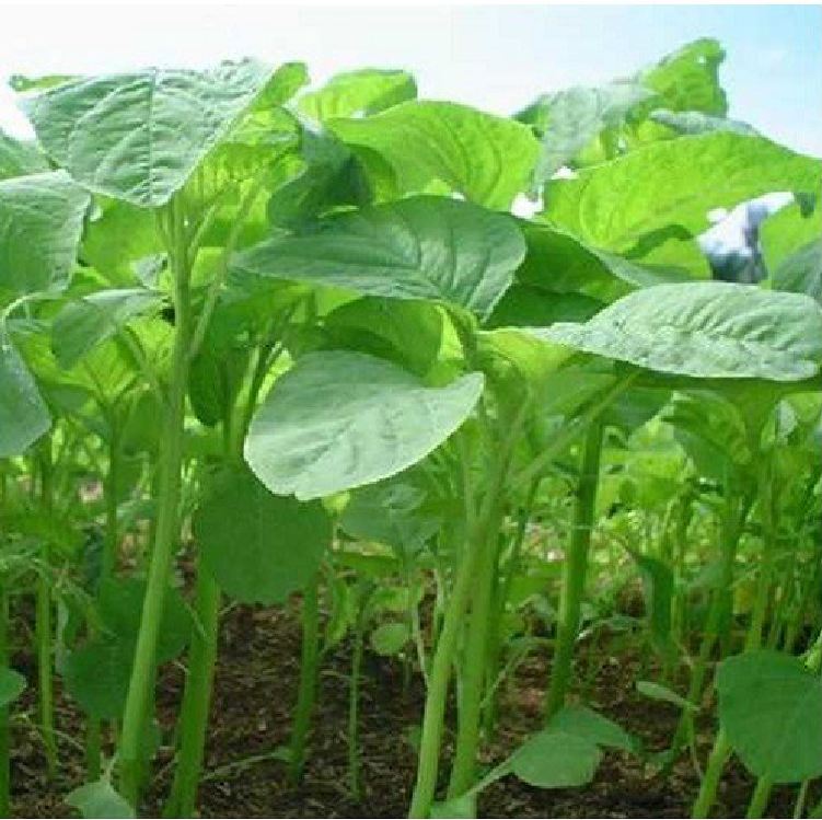 Hạt giống rau dền xanh -gói 20 gram(tặng kèm phân bón)