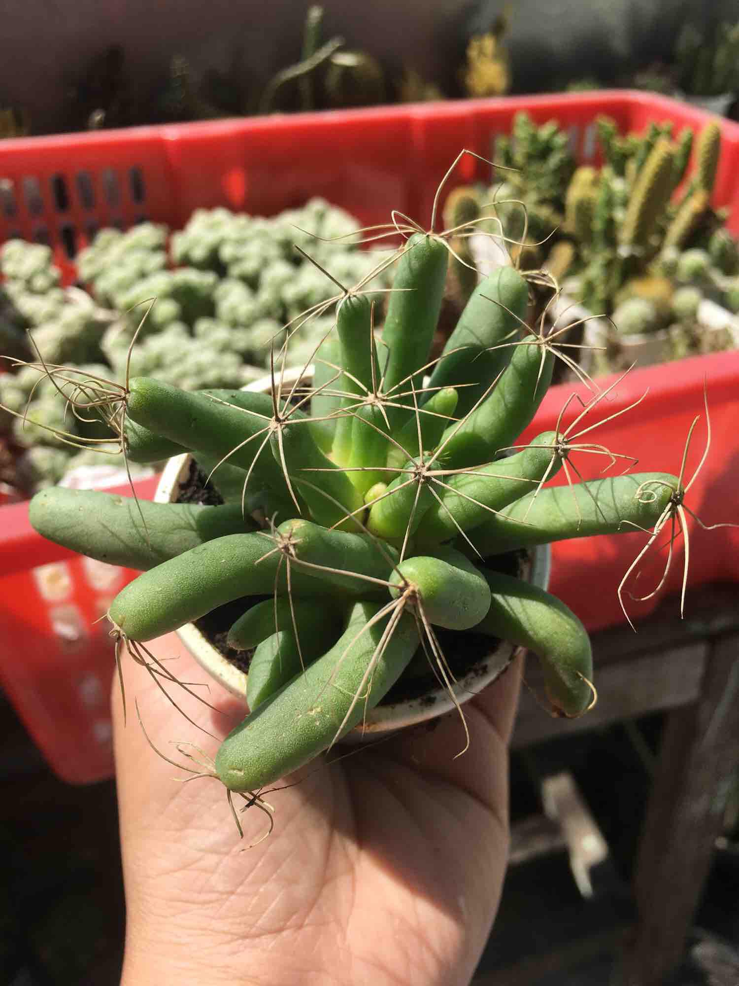 Xương Rồng Chuối