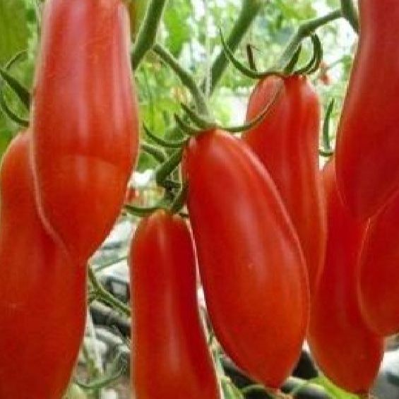 Hạt giống cà chua chuối ,quả dài-gói 20 hạt