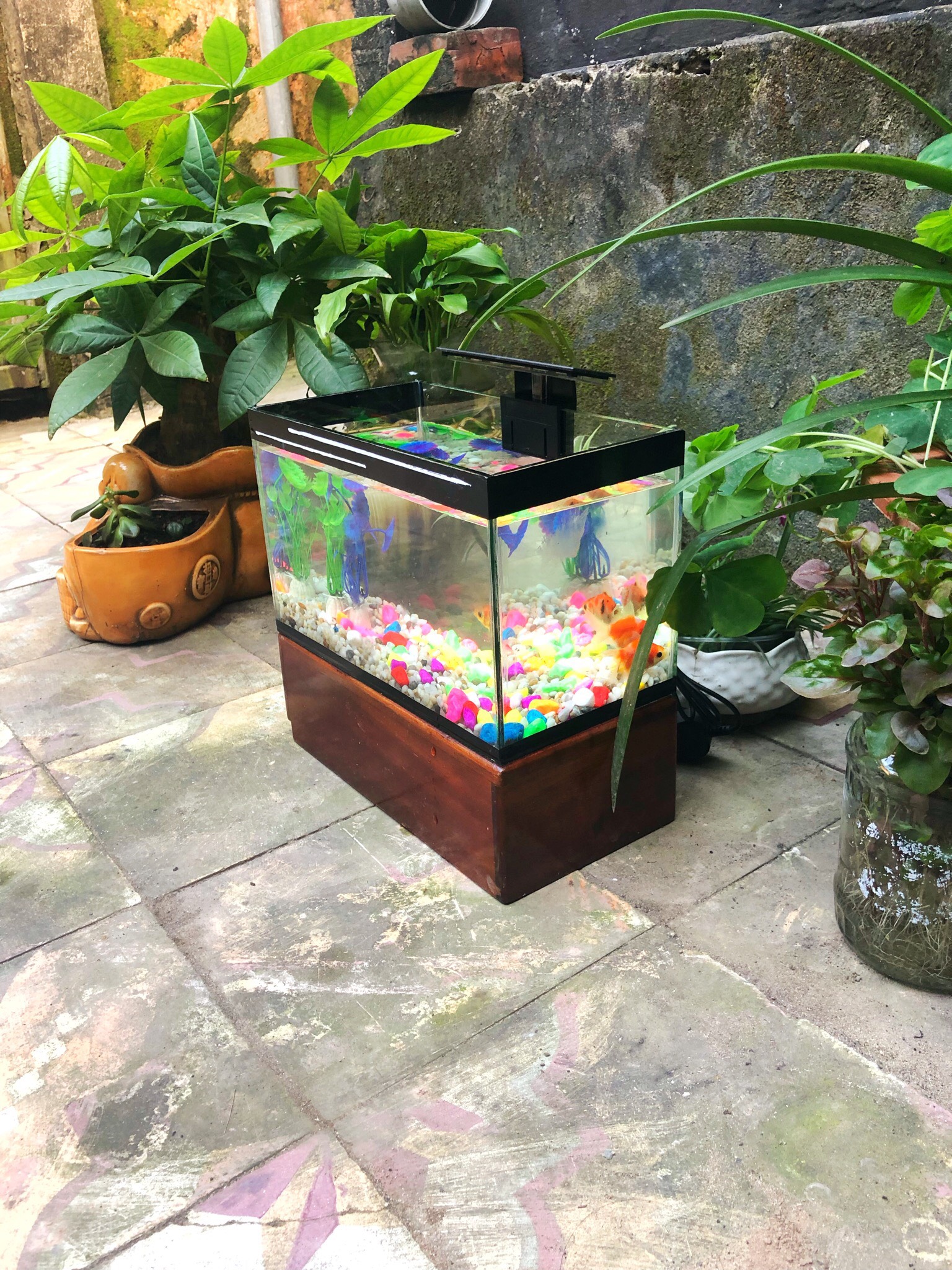 Bể cá cảnh 25x13x15cm có sẵn lọc và đèn