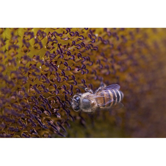 Ống Kính NIKON 105MM F/2.8 D Macro