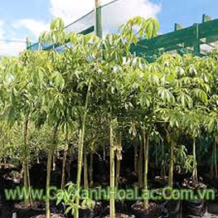 CÂY GIỐNG HOA MỸ NHÂN