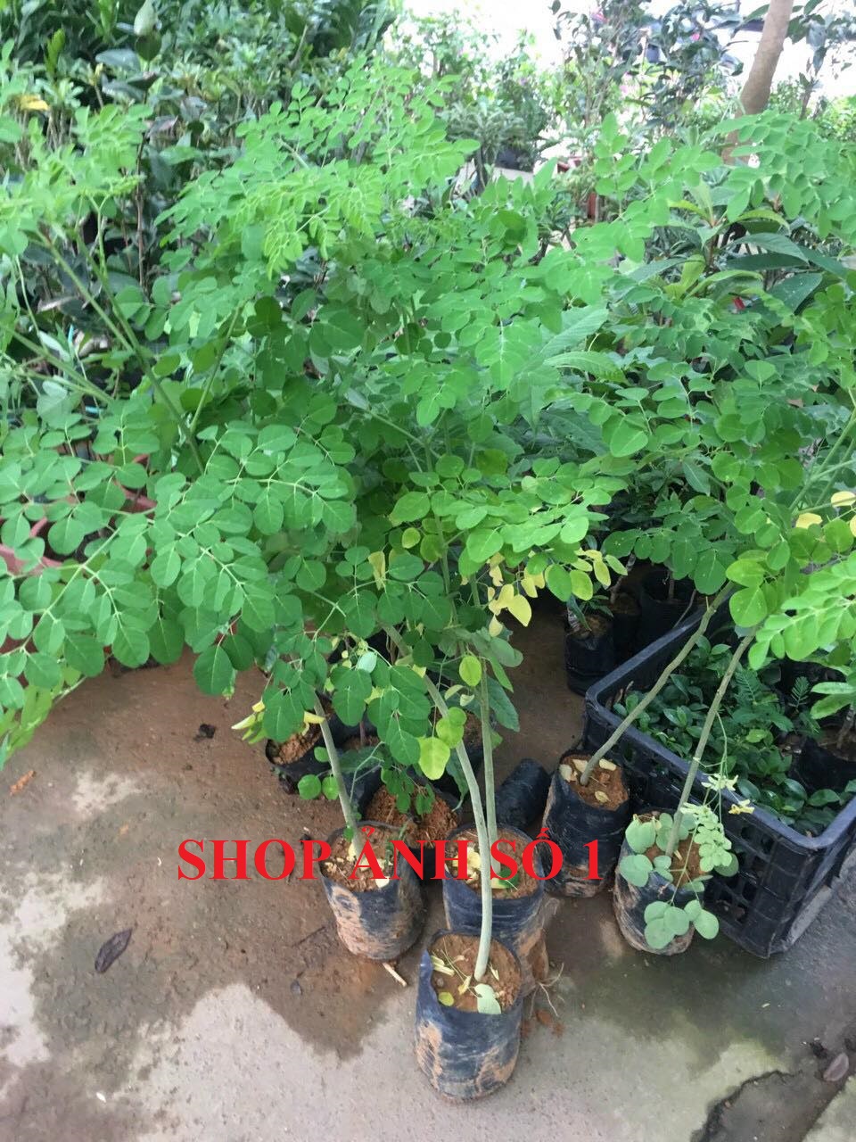 cây chùm ngây ăn lá cao từ 0,8m trở lên, đặc sản Phú Thọ