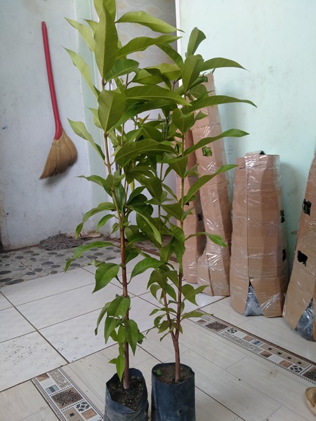 2Cây vối nếp uống nước khỏe, đẹp