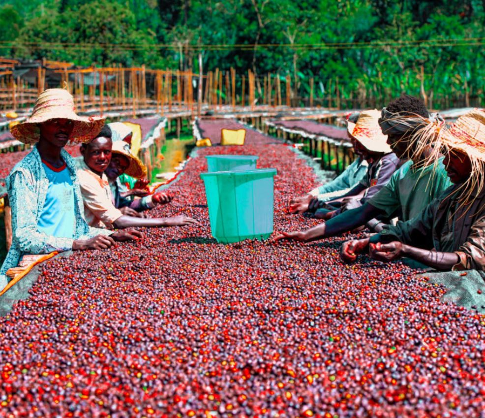 Espresso Coffee, Cà phê rang Ethiopia Sidama G4 Natural - G.O Cafe Roastery