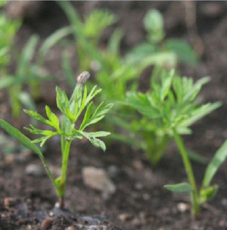 " Gói 100 "Hạt giống Cà rốt tím lai F1 [Seeds]