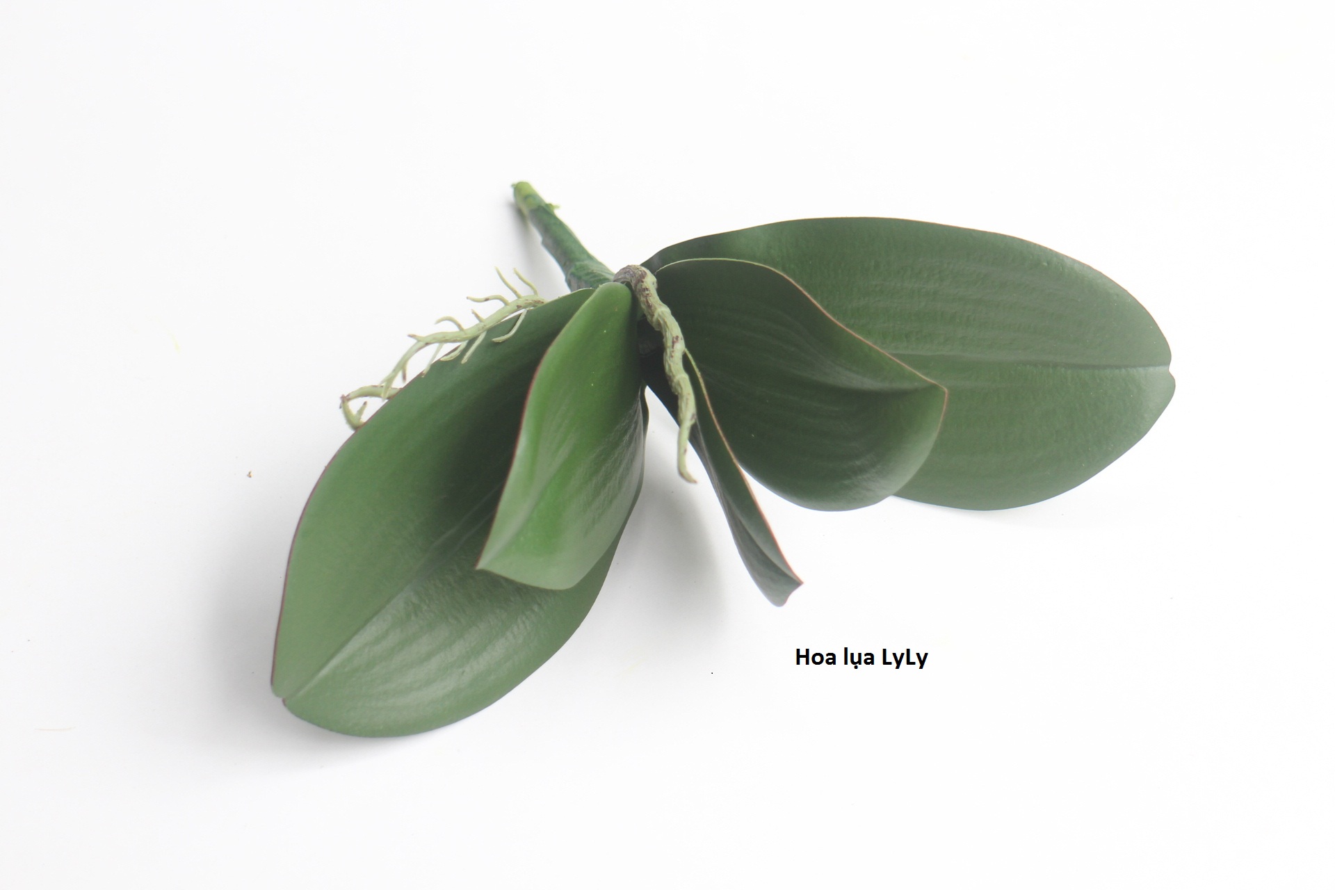Gốc lá lan silicol cắm trang trí