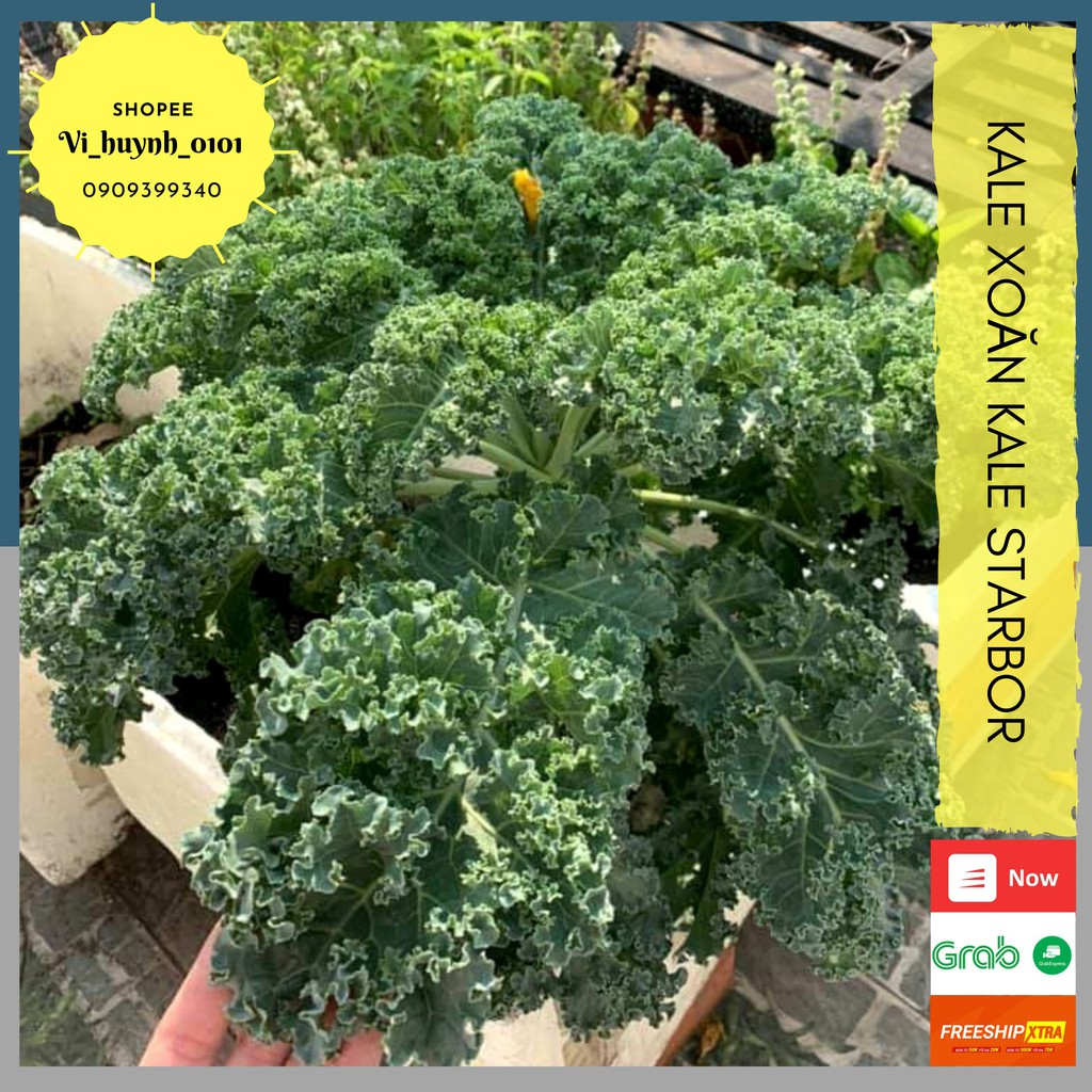 Combo Hạt Cải Xoăn Kale Starbor Hữu Cơ Mỹ Giống Chuẩn, Chịu Nhiệt Tốt