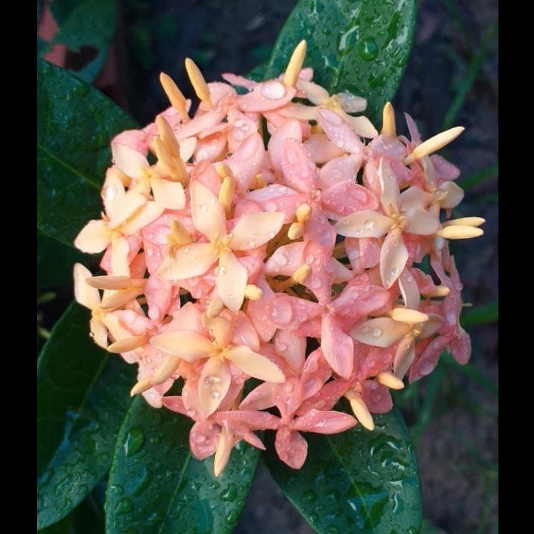 Cây bông trang vàng hường - 1 cốt (cao từ 50-70cm) hoa mẫu đơn