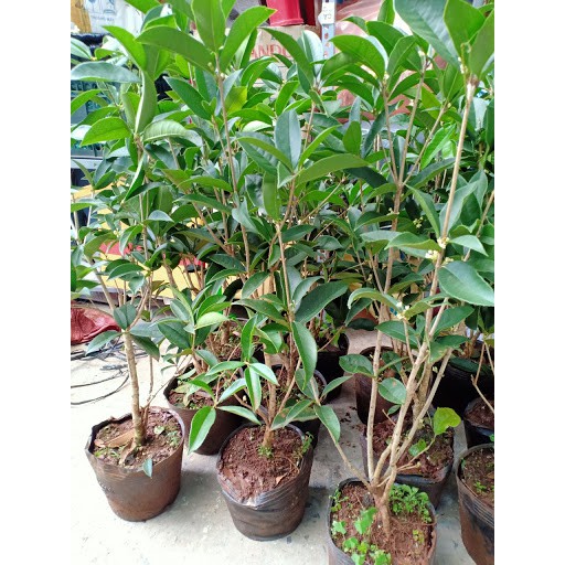 Cây Mộc Hương Ta Hoa Thơm Ngát