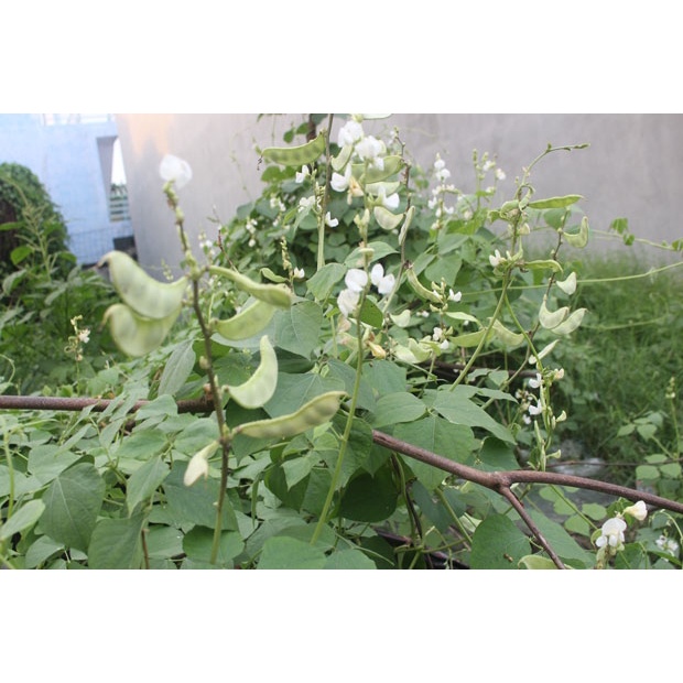 Gói 5gr hạt giống đậu ván xanh