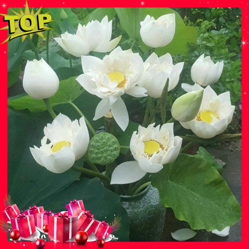 Bộ 02 Gói Hạt Giống Hoa Sen Trắng - Nảy Mầm Cực Chuẩn
