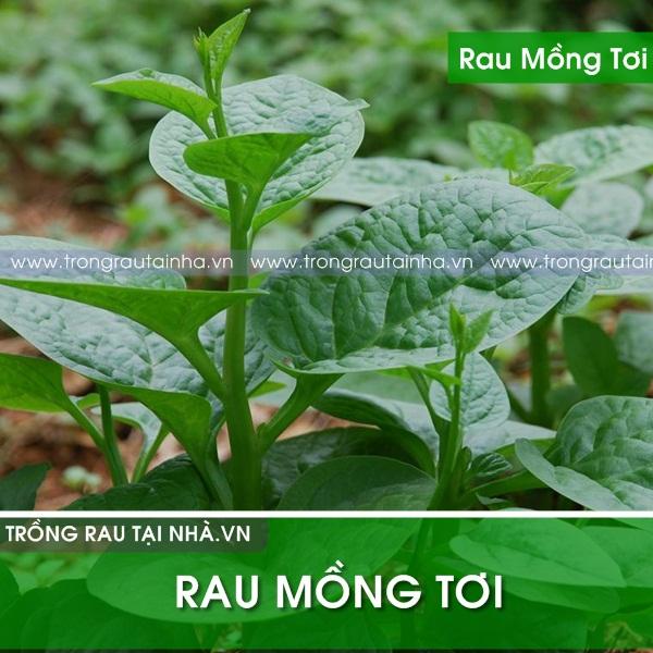 RAU MỒNG TƠI CAO SẢN (gói 20g)