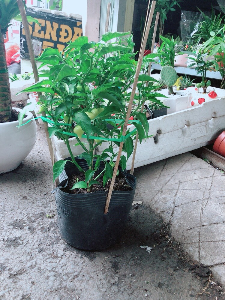 Cây Ớt Kiểng Biquinho Trái Độc Lạ Ăn Được