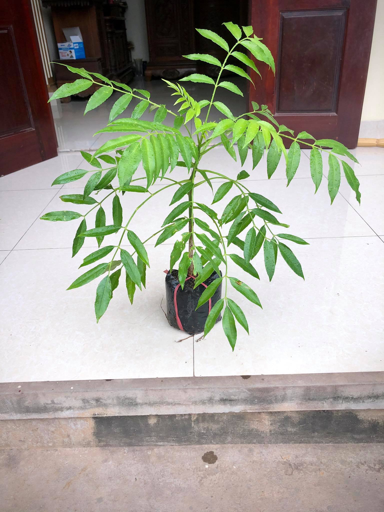 Cây cóc thái ra quả siêu sớm cao 70cm