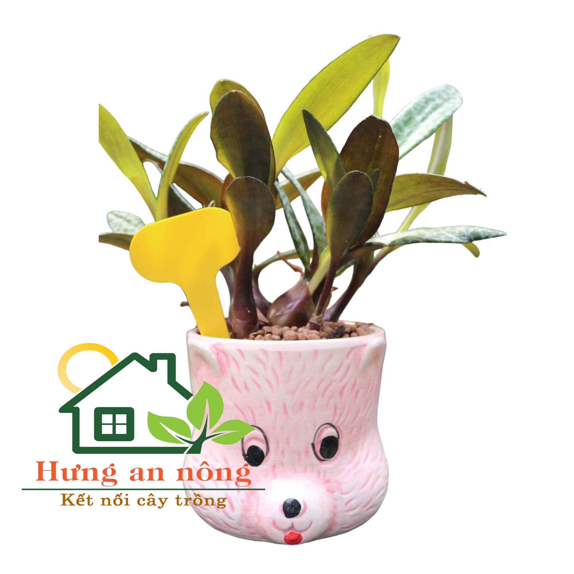Set 100 Thẻ cắm name tag nhựa có 6 màu lựa chọn 5x7cm