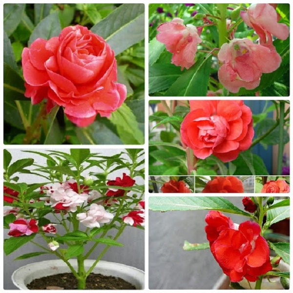 #Hạt giống hoa móng tay mix màu kép