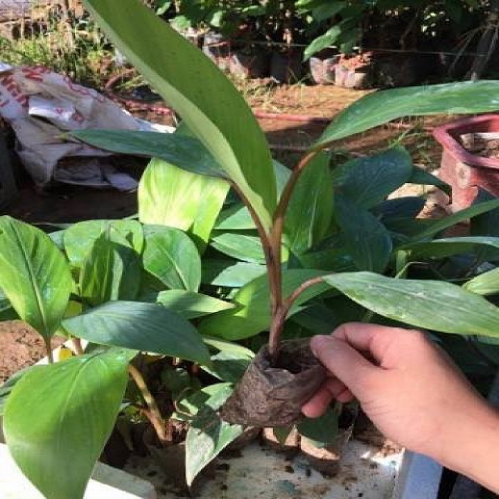 CÂY GIỐNG CHUỐI TÂY ĐỎ DACCA