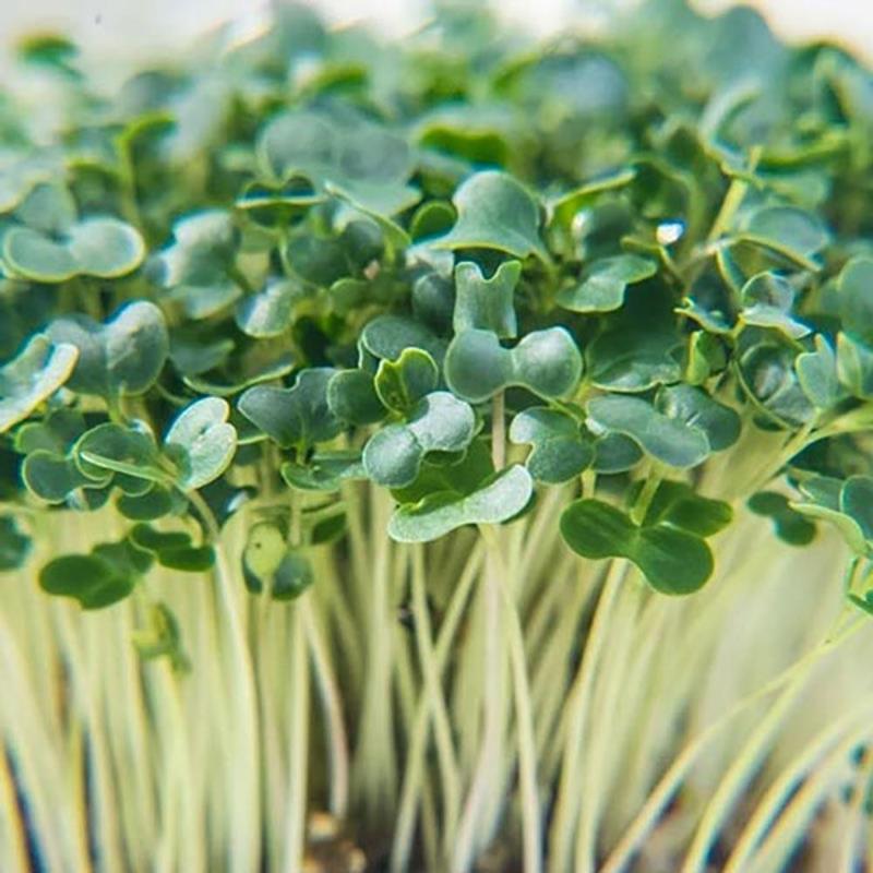 20g Hạt Giống Rau Mầm Củ Cải Trắng