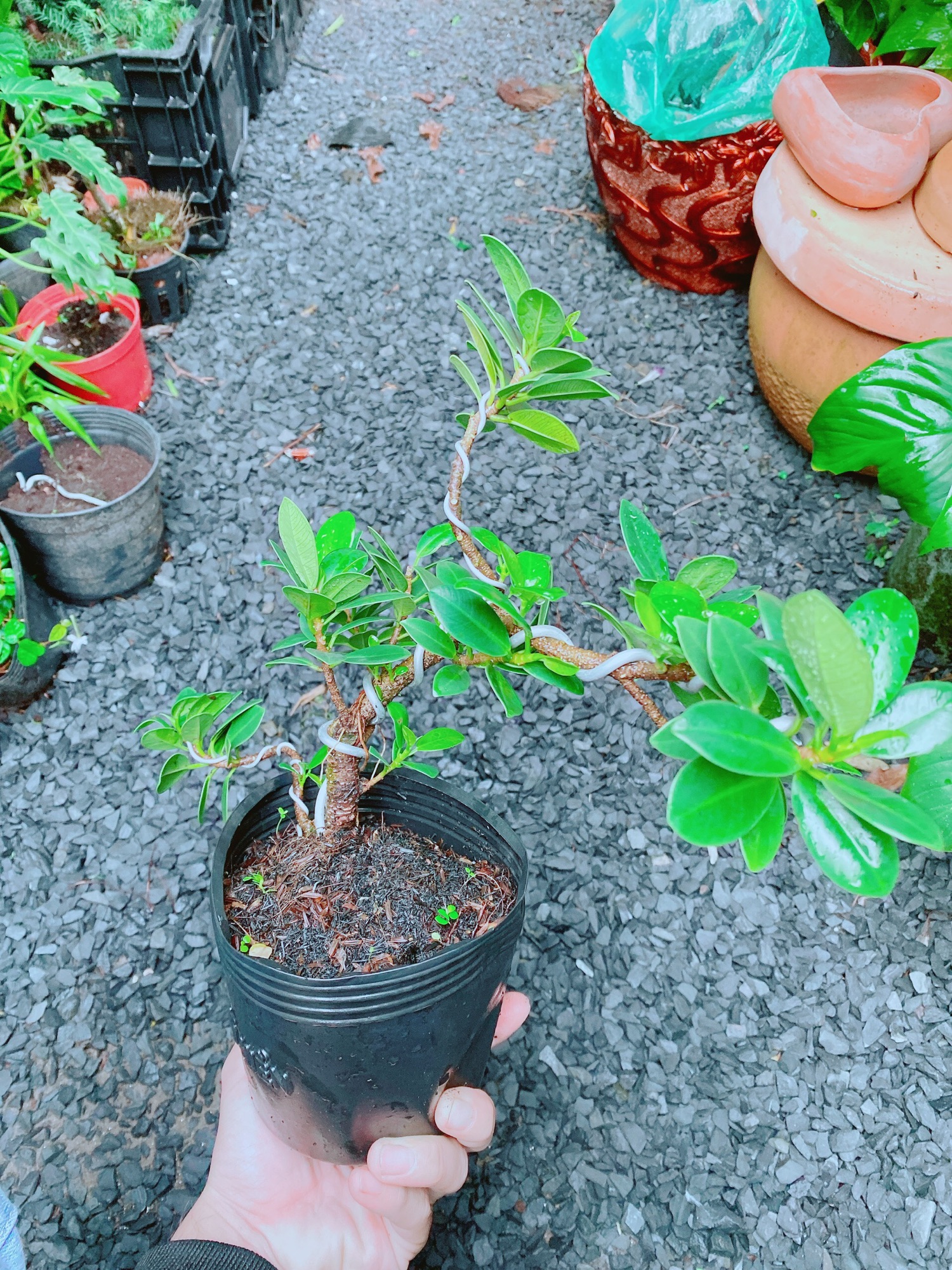 Cây Da Nhật Bonsai
