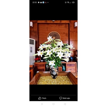 Củ Hoa Loa Kèn Trắng Chịu Nhiệt