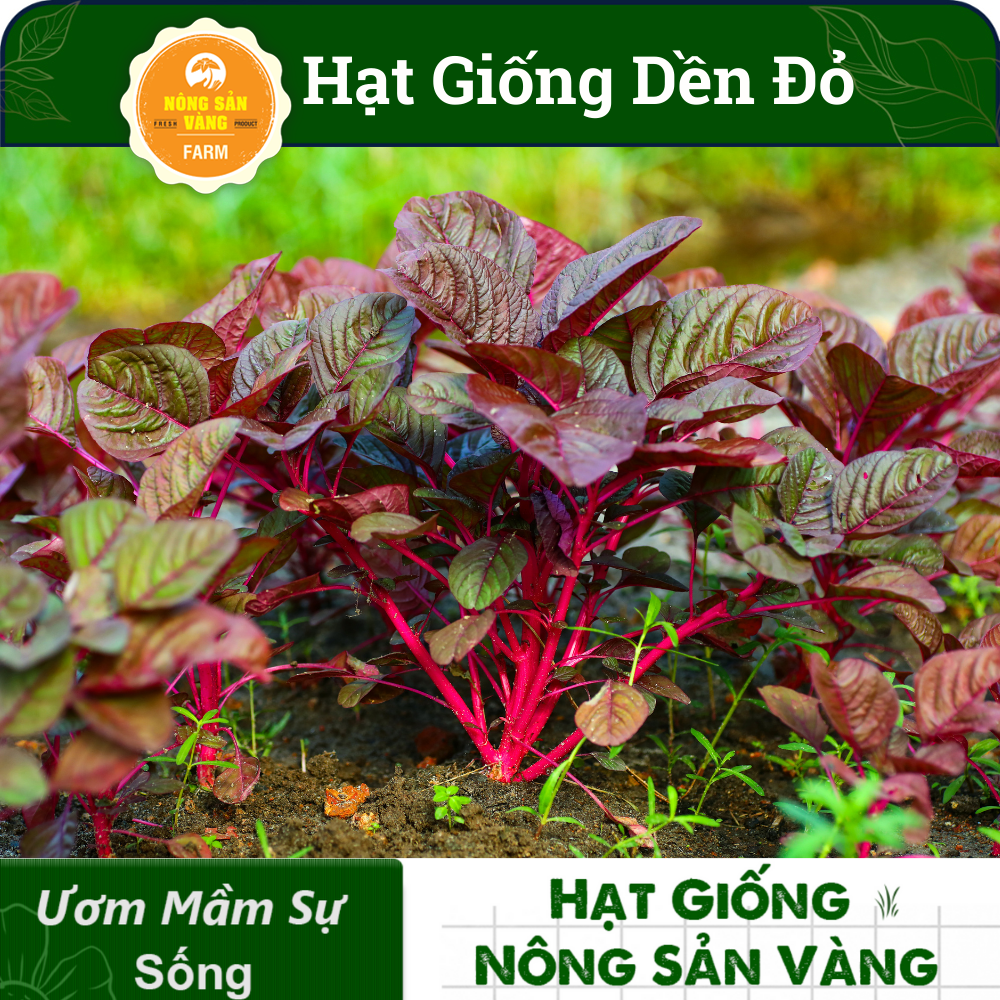 Hạt giống Rau Dền Đỏ, Tỉ Lệ Nảy Mầm Cao, Sinh Trưởng Và Phát Triển Khỏe, Năng Suất Cao (Gói 20 Gram) - Nông Sản Vàng