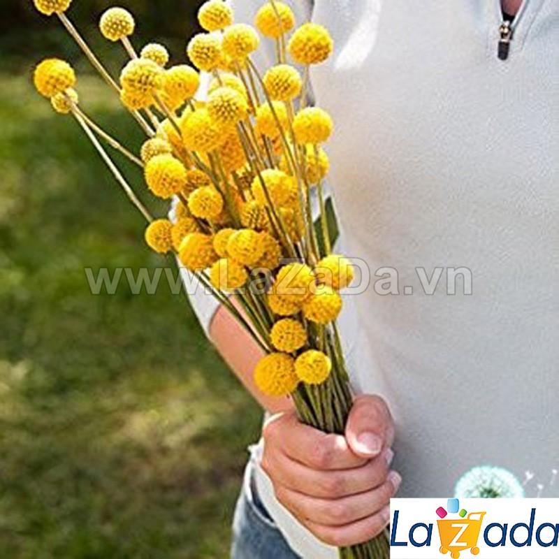 0.2GR 200.HAT Hạt Giống Hoa Cúc Nút Áo Vàng (KD| -KD: B26*V11)