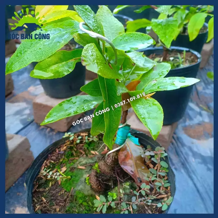 Cây Mai Vàng Bonsai Mini Gốc Quái
