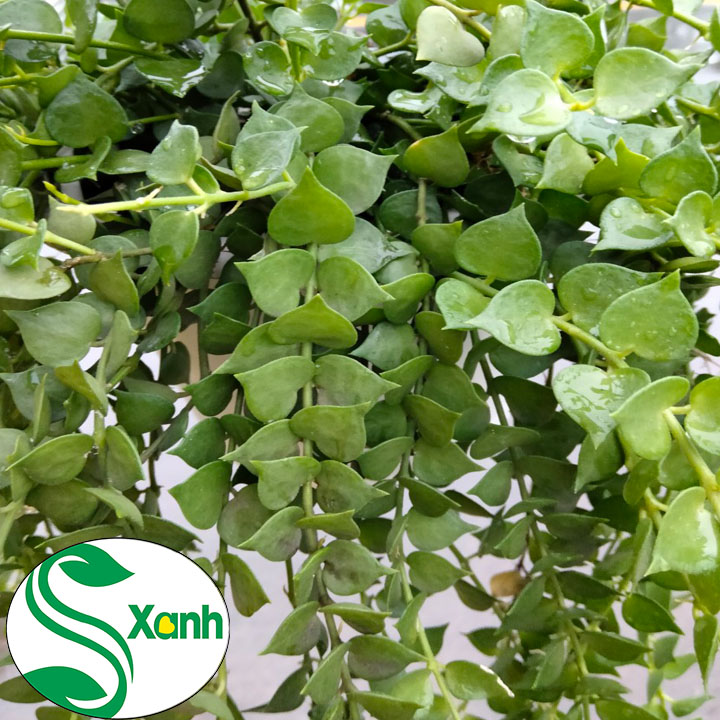 Chậu Treo Lan Tim Ốc Đỏ