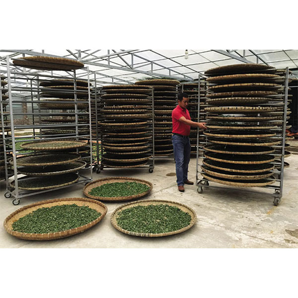 Bột trà xanh nguyên chất không pha tạp