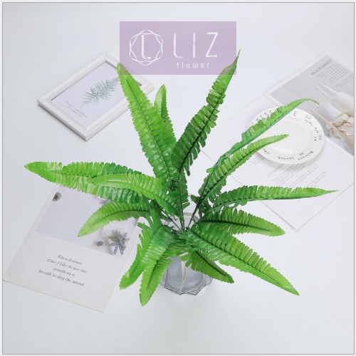 CÂY DƯƠNG XỈ CÂY GIẢ CỠ TRUNG LIZ62