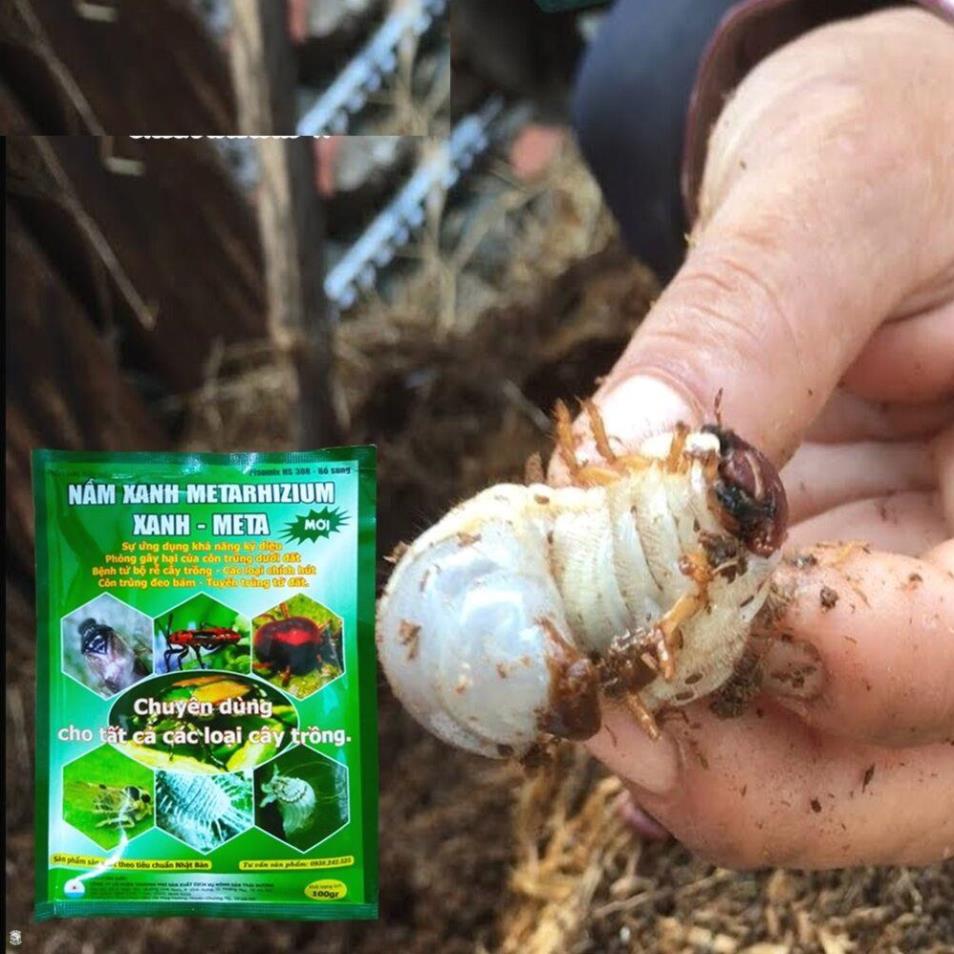 Chế Phẩm Sinh Học Nấm Xanh Metarhizium Trừ Sùng Đất, Cuốn Chiếu, Rầy Rệp 100GR