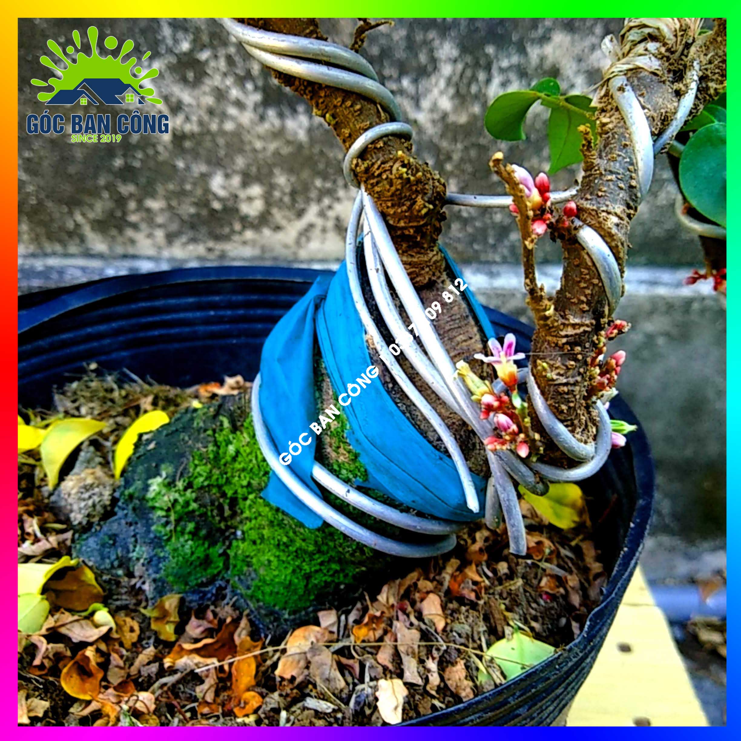 Cây Khế Bonsai Mini Gốc Quái - KBS14