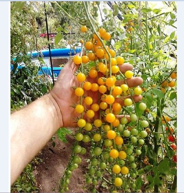 "Gói 30 Hạt " Hạt giống cà chua bi dây vàng