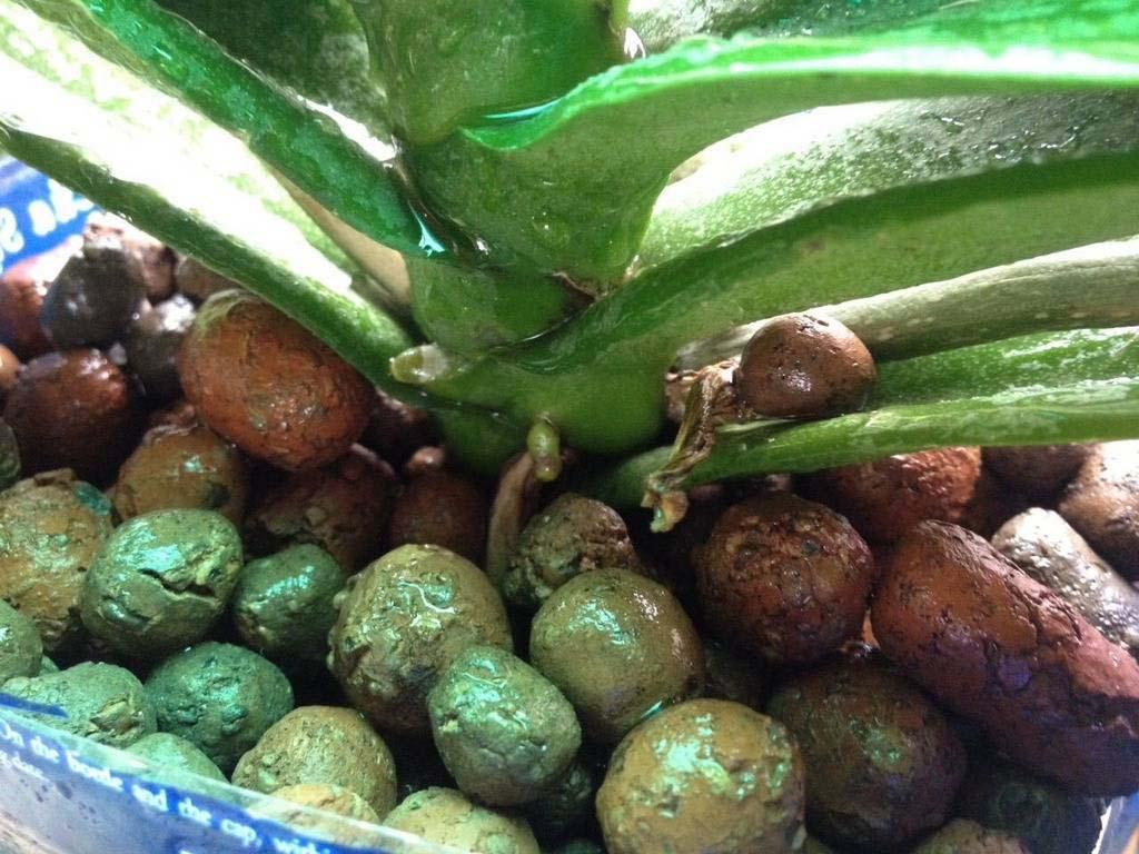 Đất Sét Nung Trồng Cây Gói 1dm