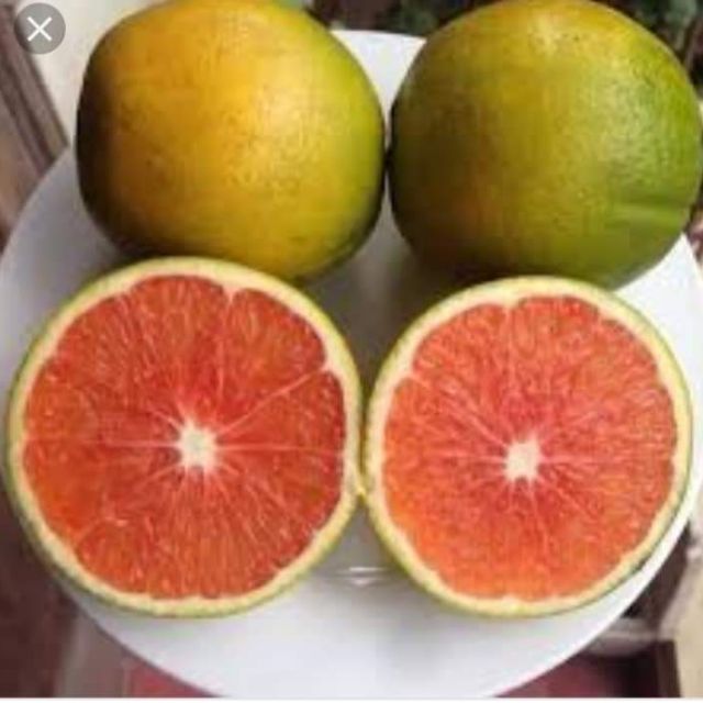 Sản phẩm Cây CAM CARA RUỘT ĐỎ