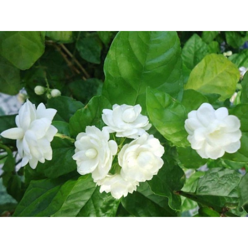 Cây giống hoa nhài kép (nhài ta) hoa thơm phức