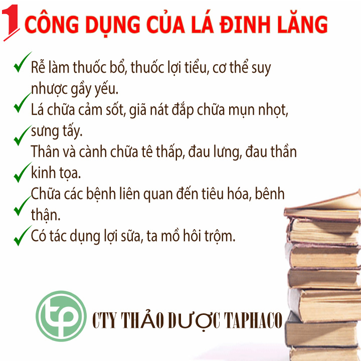 Lá đinh lăng khô 500g - Hỗ trợ tốt cho sức khỏe của người sử dụng - Hàng công ty giá tốt với chất lượng cao - Thảo Dược Tấn Phát
