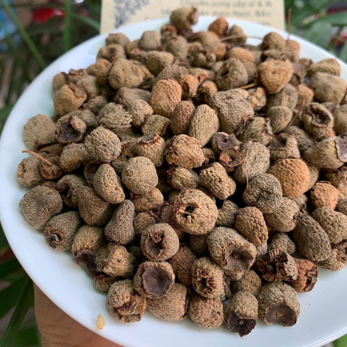 [HCM]PHÚC BỒN TỬ 100GRAM