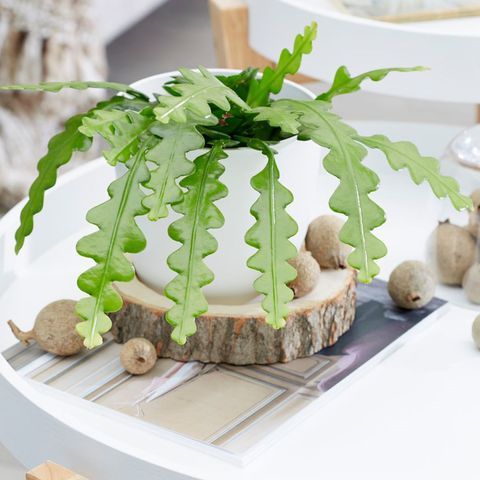 HOA NHẬT QUỲNH XƯƠNG CÁ