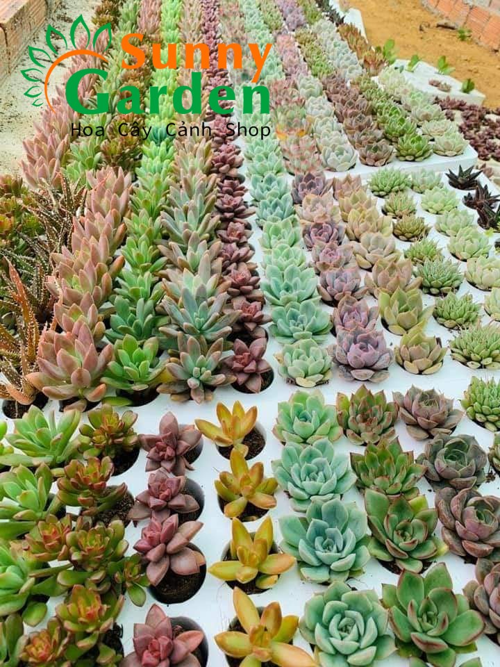 Combo 50 Cây Sen Đá Vĩ Nhỏ Chọn Ngẫu Nhiên