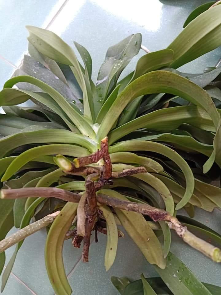 Lan rừng ngọc điểm (tính kg)